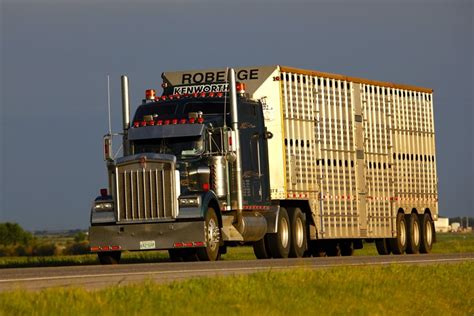 Better tools needed to keep unfit cattle off the truck | Canadian Cattlemen