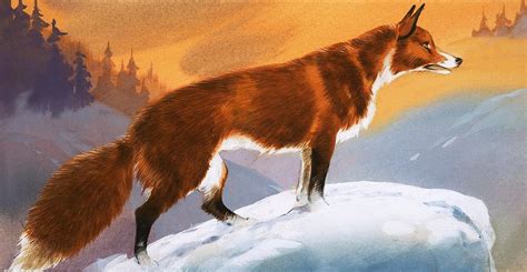 Fox In The Snow Painting by Angus Mcbride - Fine Art America