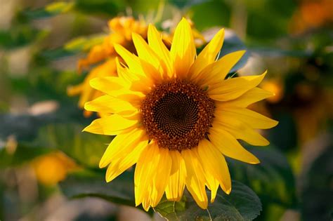 Grow Giant Sunflowers