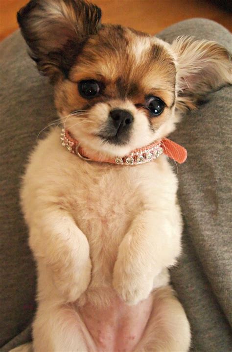 Shih Tzu / Chihuahua Mix, Shihtzu Chihuahua, Chi Tzu, ChiTzu | Chihuahua, Chihuahua mix puppies ...