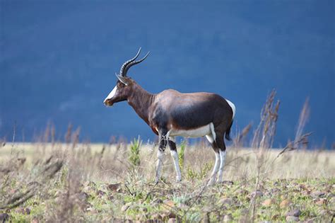 About Bontebok National Park in Escape From Cape Town