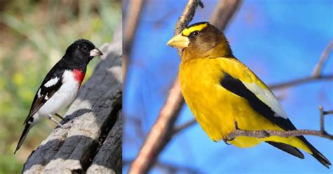 45 Grosbeak Facts • Plus Simple Tips to ID These Unique Birds - The ...