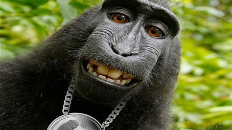 Funny Chimpanzee Monkey Expression In Green Leaves Background HD Funny Monkey Wallpapers | HD ...