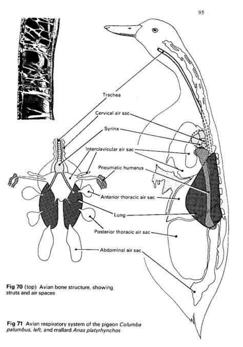 Why all the fuss about Air-sac Mites - Laraine McGinnis | Laraine's ...