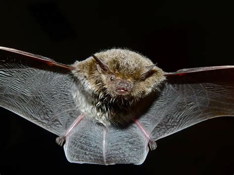 Vespertilionidae - evening bats, vesper bats | Wildlife Journal Junior