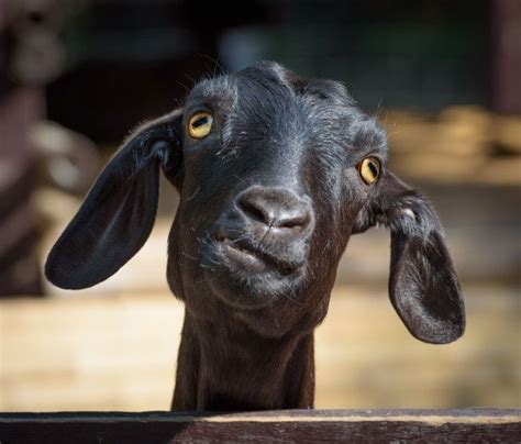 a close up of a goat looking at the camera