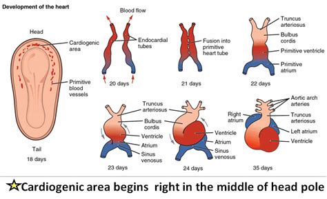 Heart Embryology- Development of the Heart