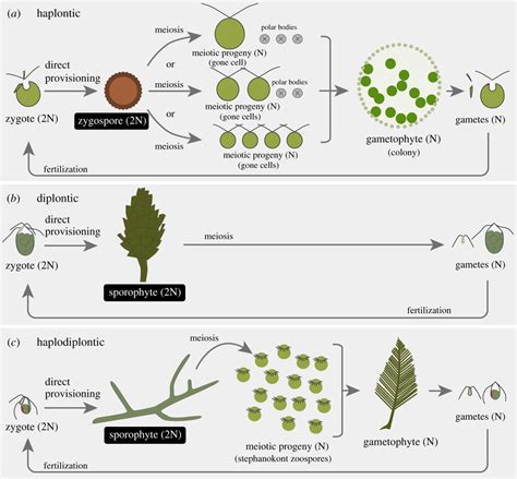 Life cycles and the production of meiotic progeny in green algae. N:... | Download Scientific ...