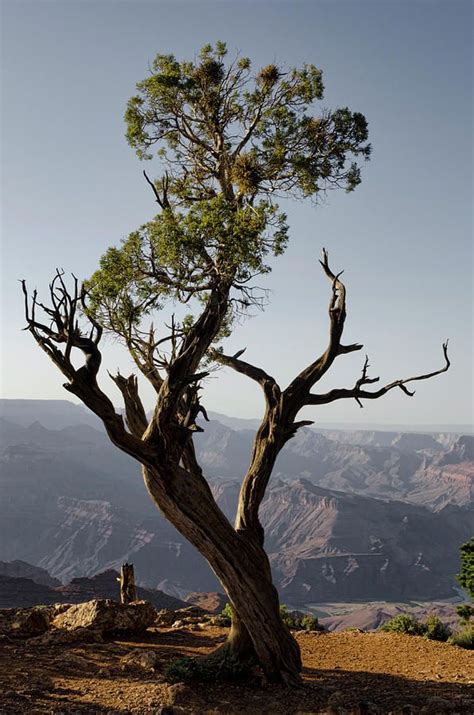 Juniper Tree Silhouette - Tree Silhouette