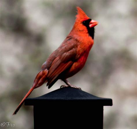 Bird In Everything: Northern Cardinal Bird