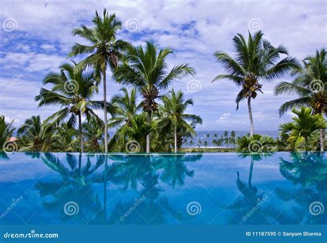 Coconut Trees Submerged In Godavari River During Floods, Konaseema, Rajahmundry, Andhrapradesh ...