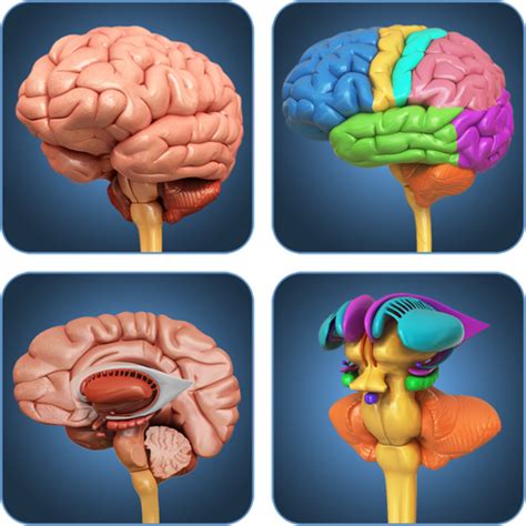 My Brain Anatomy - Apps on Google Play