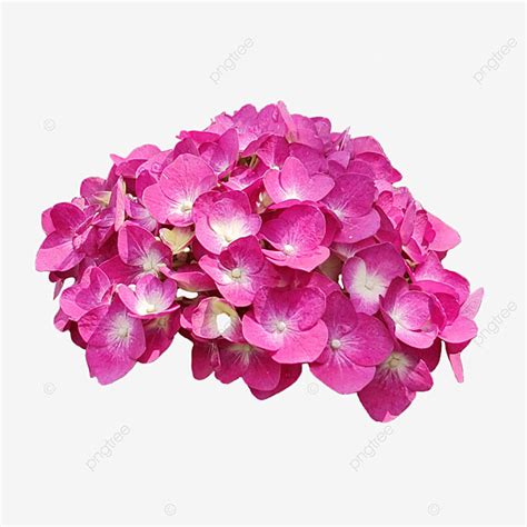 Pink Hydrangeas Transparent Background, Hydrangeas, Pink, White PNG Transparent Clipart Image ...