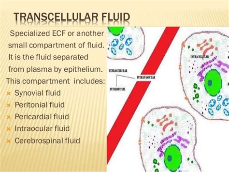 Body fluid