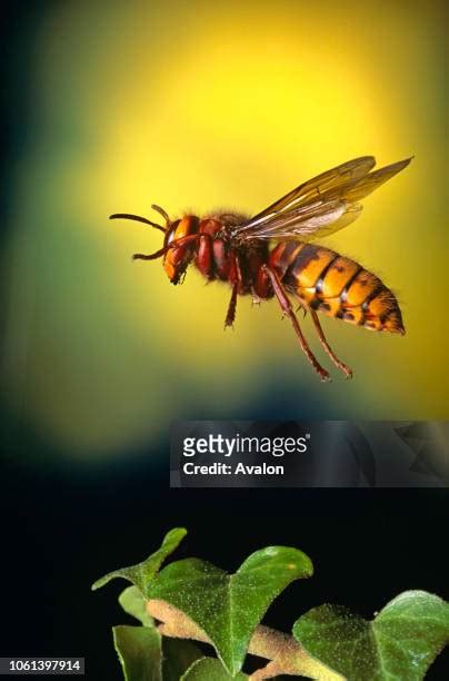 542 Hornet Sting Stock Photos, High-Res Pictures, and Images - Getty Images