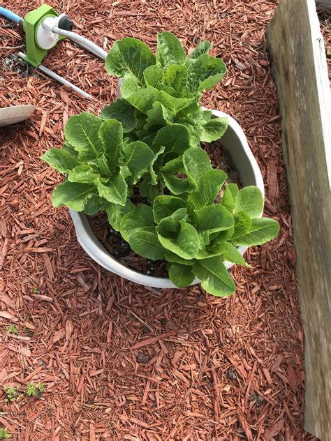 Romane Lettuce/container gardening! | Container gardening, Plants, Vegetables