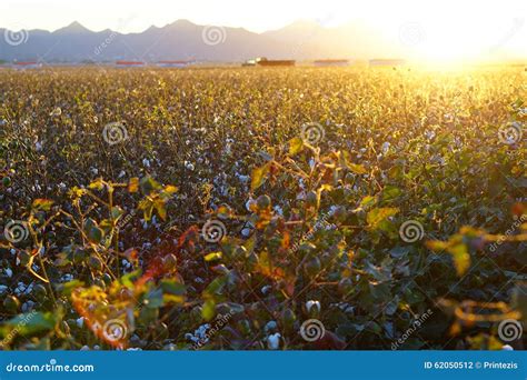 Cotton-Field Ready For Harvest At Sunrise! (Large File) Stock Photo ...