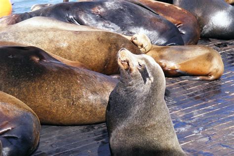 Ensenada, Whale Watching 2/10/08 | bethany holmes | Flickr