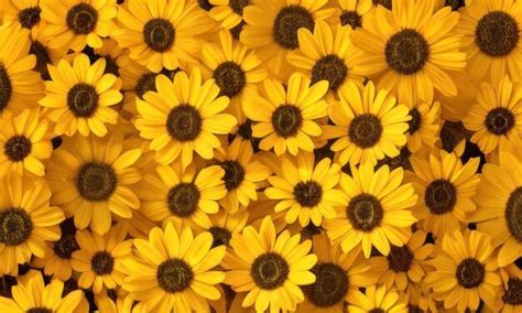 Premium Photo | Yellow sunflower background