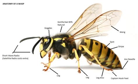 anatomy of a wasp