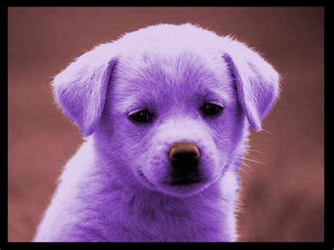 Purple puppy by Jaribo on DeviantArt