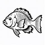 Premium AI Image  White Crappie Coloring Hand Drawn Flat coloring Book sketch template