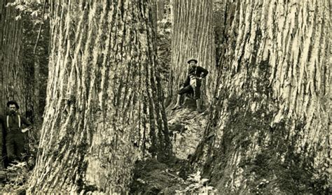 Reclaiming old coal mines throughout Appalachia may be helped by restoring the forests of ...