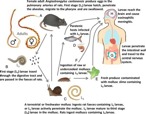 Angiostrongylus Cantonensis Life Cycle