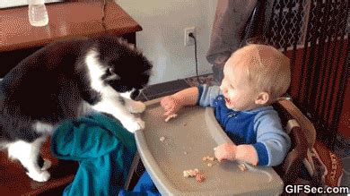 Baby Cat GIF - Find & Share on GIPHY