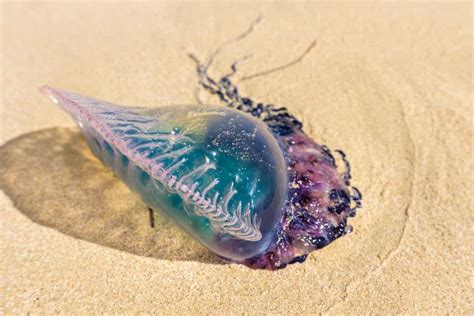 Jellyfish Snot Can Sting a Human Without Even Touching Skin