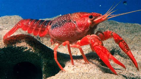 Crayfish may experience form of anxiety - BBC News