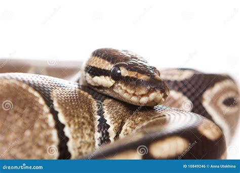 Boa snake stock photo. Image of macro, danger, close - 10849246