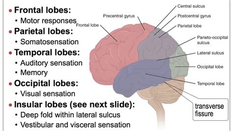 13B NS Brain Cerebral Cortex Anatomy - YouTube