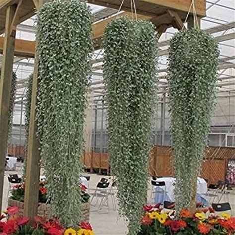 Dichondra Emerald Falls/Perfect For Hanging Baskets Or Ground | Etsy in ...