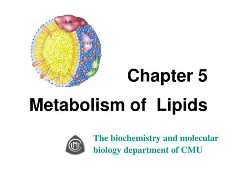 PPT - Chapter 5 Metabolism of Lipids PowerPoint Presentation, free ...