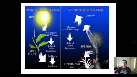 Types of Autotrophs - YouTube