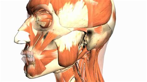 Skull tutorial (4) - Mandible - Anatomy Tutorial - YouTube