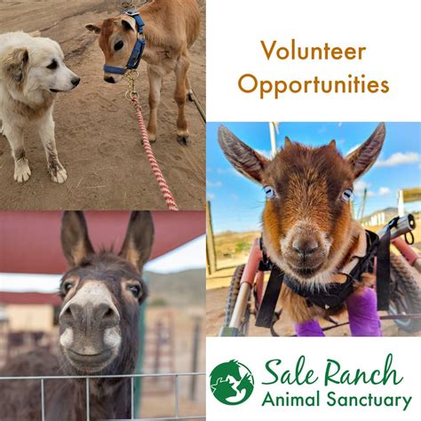 Volunteer Opportunities at our local Farm Animal Sanctuary - Temecula ...