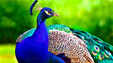 Wallpaper Peacock, feathers, Animals Wallpaper Download - High ...