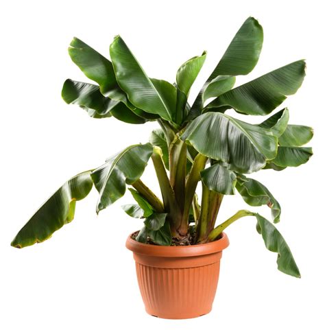 Growing a Banana Tree Indoors: Everything You Need to Know! - Minneopa ...