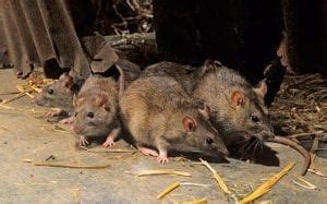 Rat infestation forces closure of three South Florida restaurants - Caribbean News