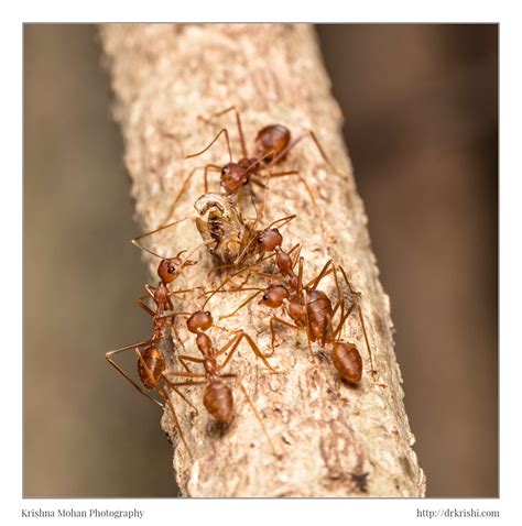 Weaver Ants with Prey | For details check my blog drkrishi.c… | Flickr