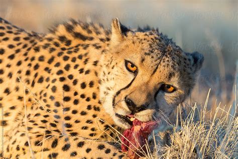 "Cheetah (Acinonyx Jubatus) Eating Meat From Game" by Stocksy Contributor "Fotografie Daniel ...