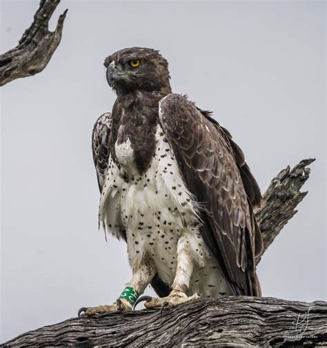 Martial Eagle Wingspan