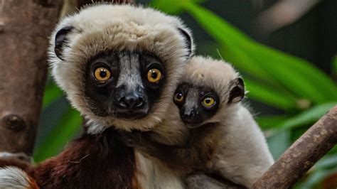 Dancing lemur: Chester Zoo celebrates Coquerel's sifaka birth - BBC News