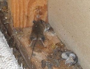 Dead Mice Removal NJ and Clean Up Mice Droppings & Sanitizing New Jersey