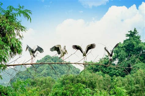 Thung Nham Bird Park: Discover The Land of A Thousand Birds | Vietnam Times