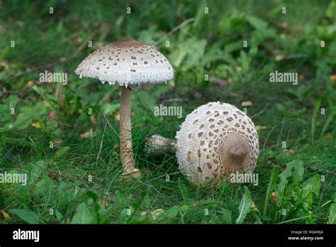 Parasol mushroom edible large hi-res stock photography and images - Alamy