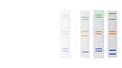 Dna Fingerprinting Crime Scene