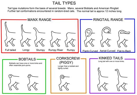 What Does A Cats Tail Position Mean